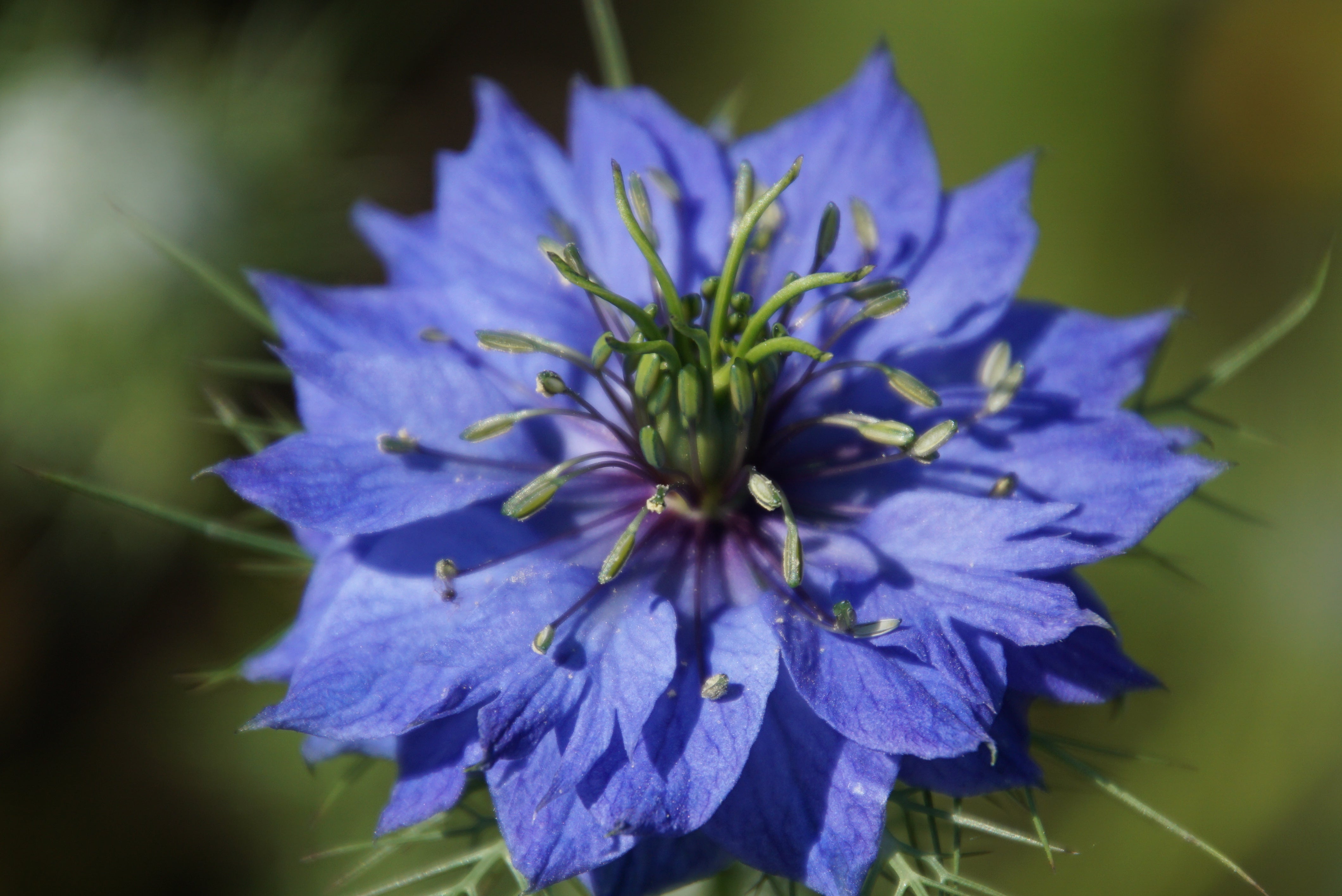 Fleur de Nigella sativa, plante de la nigelle d'Éthiopie riche en thymoquinone Oterrapy