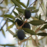 Beurre d’Olive