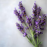 Miel de Lavande - Miel Monofloral Apaisement & Sommeil Naturel | 250g