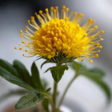 RHODIOLA BIO